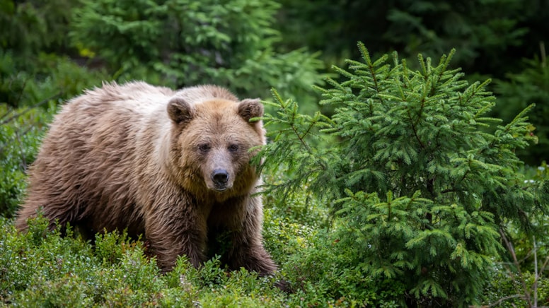 Yüzünü yemeye başlayan ayıyı zekice hamleyle durdurdu