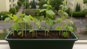 Balkonda hasat edilince verimi ikiye katlanıyor