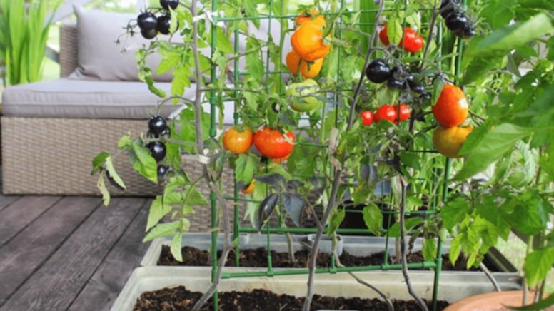 Evlerinde yetiştirip her yemekte kullanıyorlar: Bu kadar kolay olduğunu kimse tahmin etmiyordu