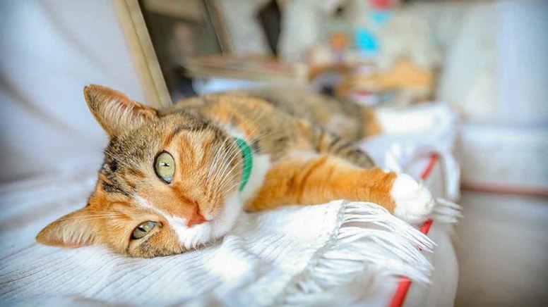 Arkeologlar kedileri neden evcil hayvan olarak beslediğimizin sırrını keşfetti