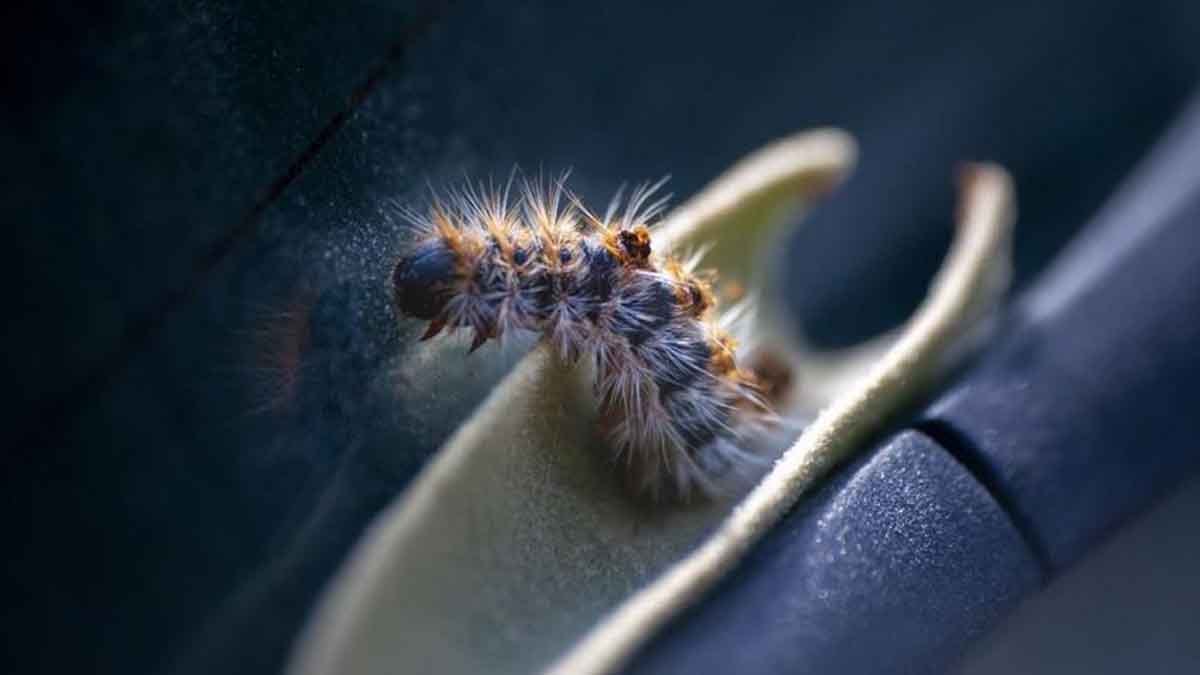 Köpek sahiplerine uyarı: Çam tırtılı nedir?