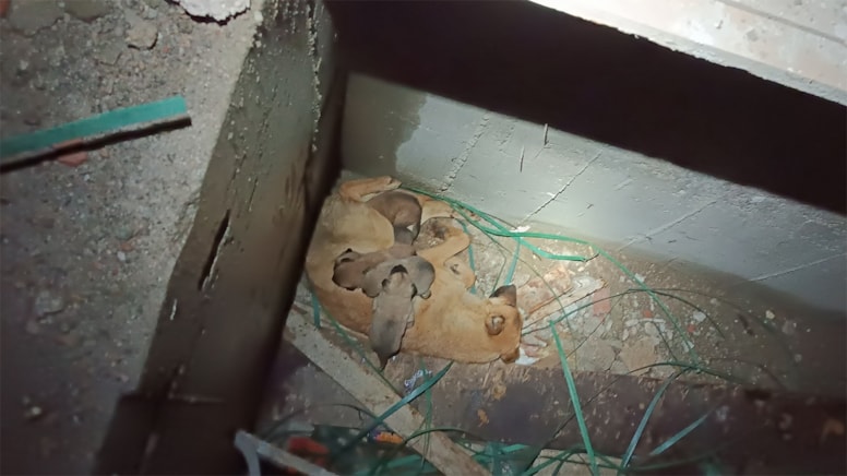 İnşaatta mahsur kalan anne köpek ve yavruları kurtarıldı