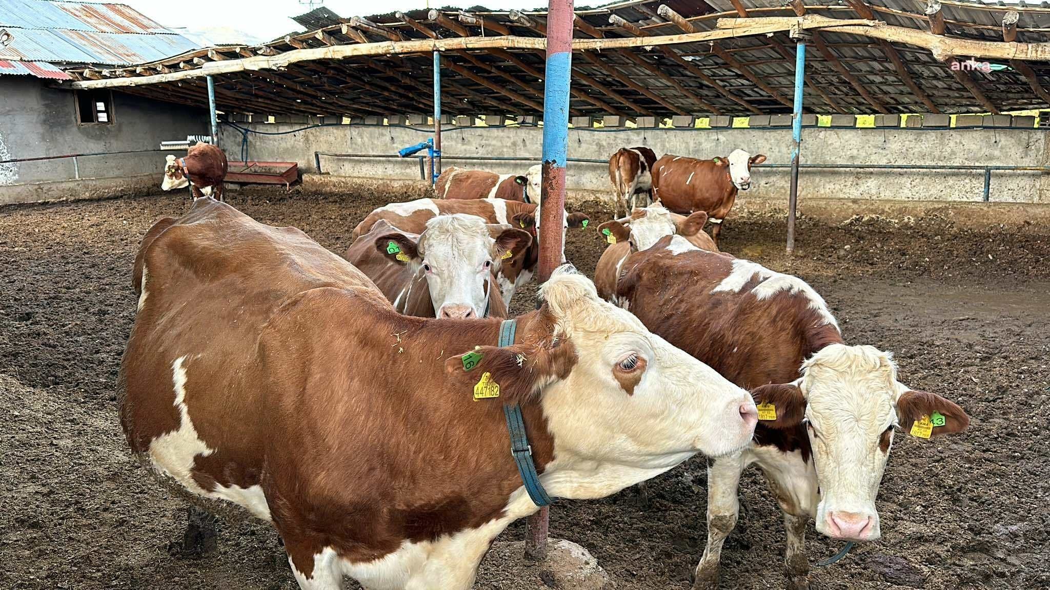 Besiciler isyanda: Gübreden mazota her şey aşırı pahalı