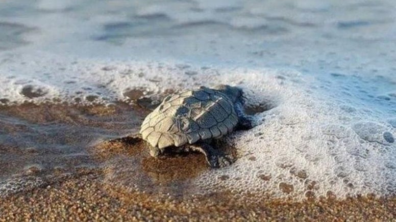 Caretta carettalar için geri sayım başladı