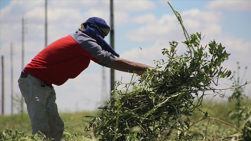 Edirne'de çiftçinin yüzünü güldüren gelişme