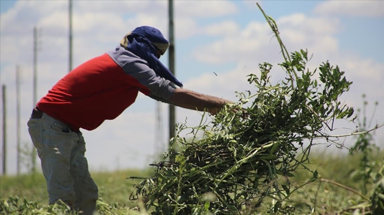 Edirne'de çiftçinin yüzünü güldüren gelişme