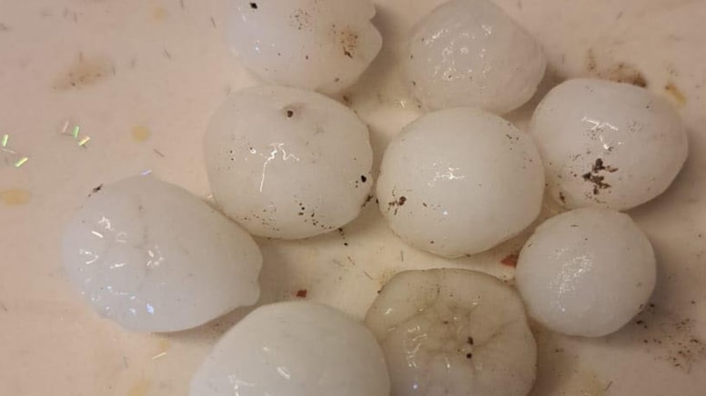 Görenler bir daha baktı, sokaktakiler kaçıştı: Fındık büyüklüğü boyutunda!