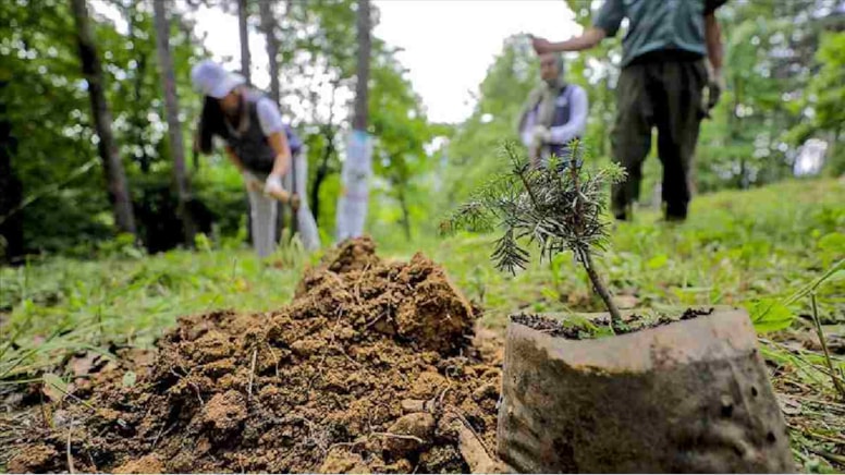 Birbiriyle dost olan sebze ve meyveler: Aynı bölgeye ekildiklerinde hızla büyüyorlar
