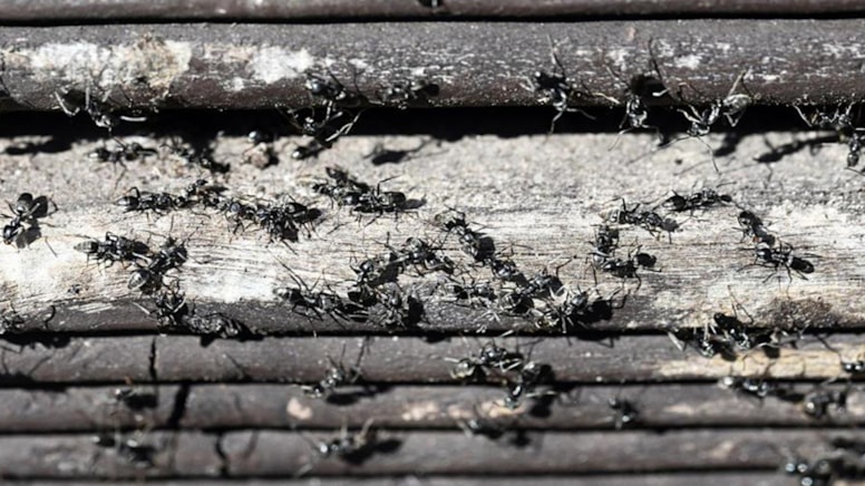 Almanya'nın başı karıncalarla dertte! İstila başladı, ev bile yıkıyorlar!