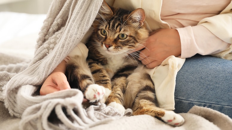 Psikolog, kedilerle yalnız kalan kadınlarda görülen 8 alışkanlığı açıkladı