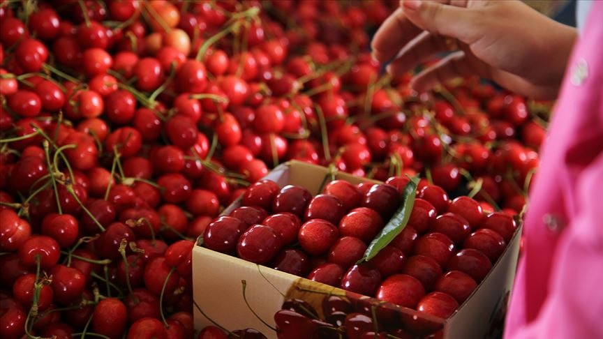 Y�l�n ilk kiraz hasad� ba�lad�, kilosu 3 bin 500 liradan sat�l�yor