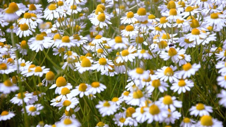 Papatyaya benzeyen bu çiçek, bahçenizin en büyük düşmanı! Gördüğünüz an yok edin...