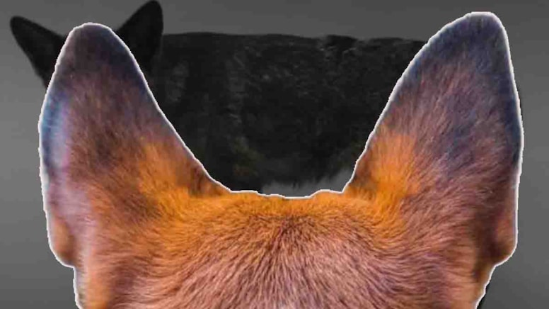 Bilim insanlarını endişelendiren keşif: Tilki gibi görünüyor, köpek gibi havlıyor!