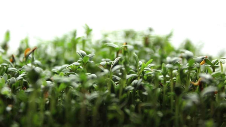 DSÖ dünyanın en sağlıklı besinini seçti! İncelenen 41'den fazla meyve ve sebze arasından sıyrılıp, zirveye yerleşti