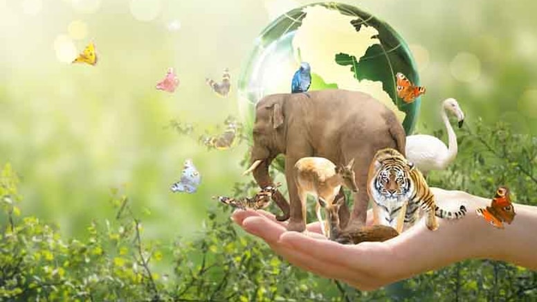 İnsanlar cümle kuran tek canlılar olmayabilir... Bu çalışma evrimi kökten değiştirecek