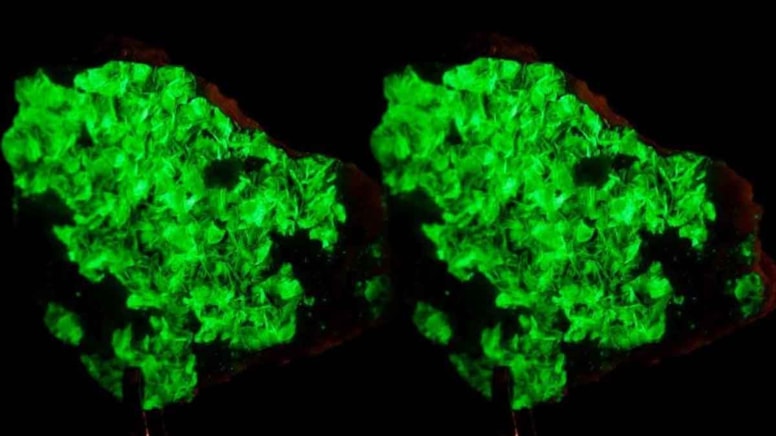 Kanser tedavisinde kullanılıyor: Tüm dünyada sadece 1 çay kaşığı kadar kaldı