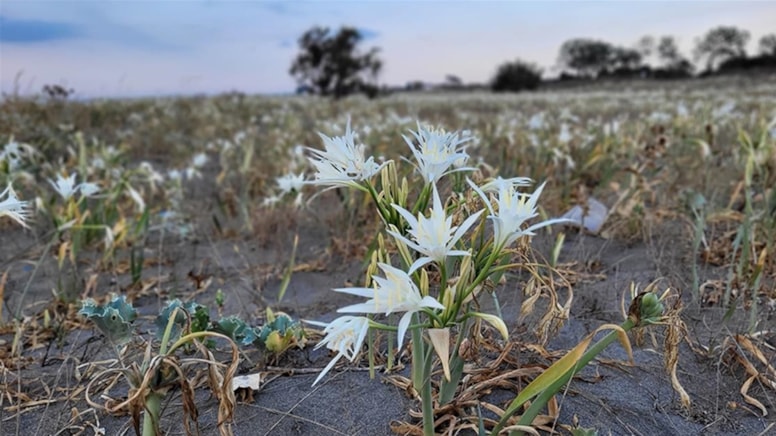 Kum zambakları koruma altına alındı