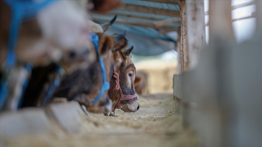 Kurban Bayramı öncesi denetim: Hayvan nakillerine yeni kurallar geldi