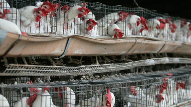 İlk kez bir insanda ‘H5N1’ türü kuş gribine rastlandı