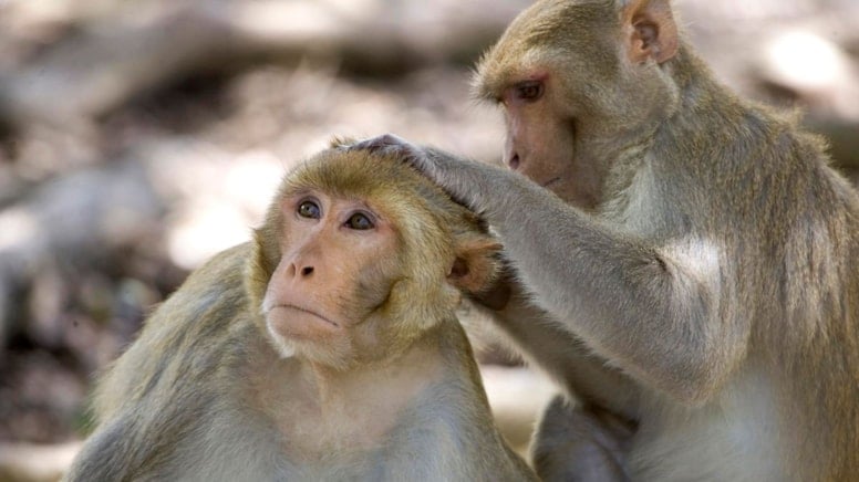 Üvey çocuğunu koleksiyon için takas etti