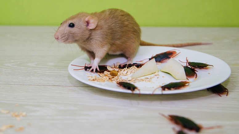 Ünlü restoran 'mide bulandırıcı' sebepten 2 bin şubesini kapattı