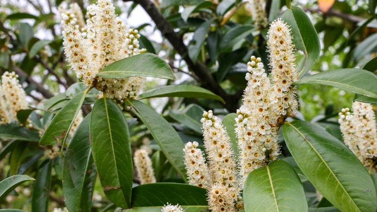 Çam Dağı'nda baharın gizemli renkleri ortaya çıktı