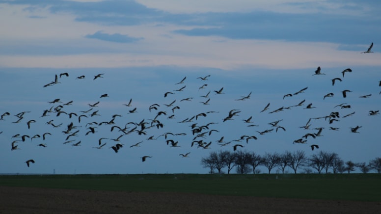 Baharın müjdeleyicisi leylekler, Tuz Gölü'nü mesken tuttu
