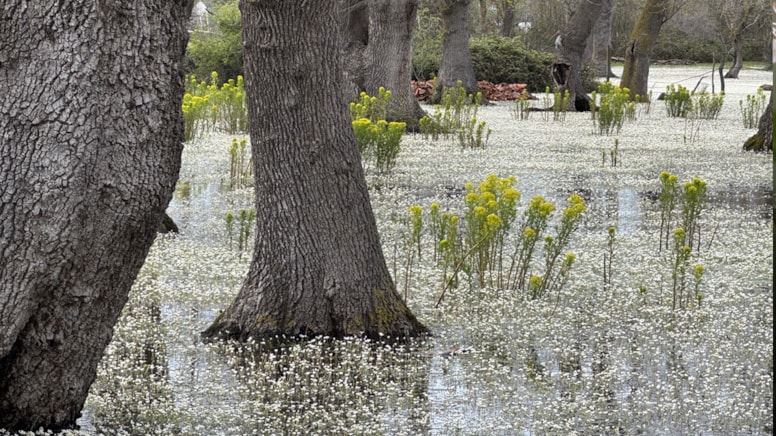 Galeriç Ormanları su düğün çiçekleriyle renklendi
