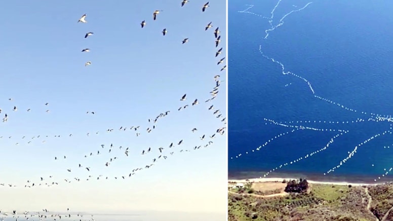 Gökyüzünde görsel şölen: Pelikanlar Tekirdağ’ı büyüledi