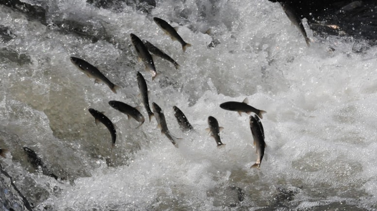 Van Gölü'nün incisi için av yasağı başladı