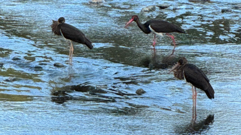 Nadir görülen kara leylekler Düzce'de görüntülendi