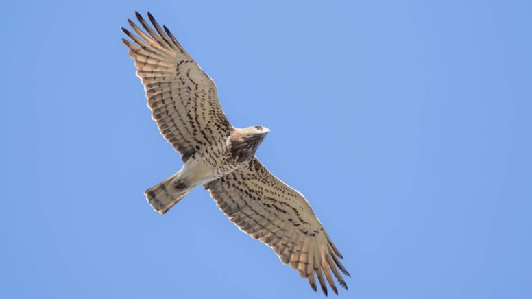 Rize’de 12 yırtıcı kuş türü aynı anda görüldü