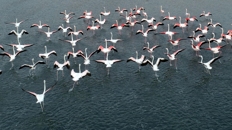 Güzelliğiyle büyülüyorlar: İlk kafilesi Van Gölü’ne geldi