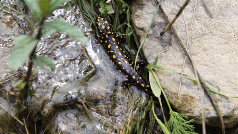 Siirt Bacavan Yaylası'nda benekli semenderler görüntülendi