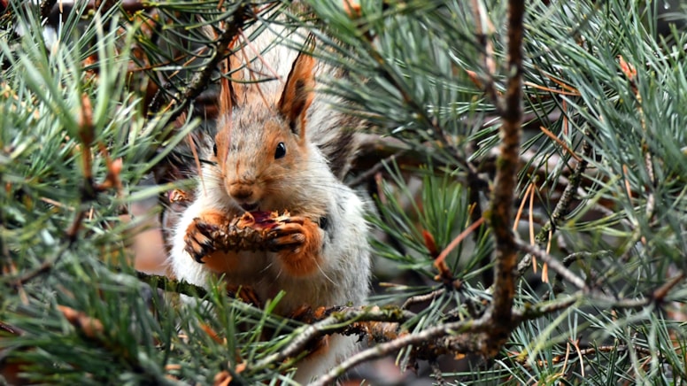 Sarıkamış’a bahar geldi, kızıl sincaplar ortaya çıktı