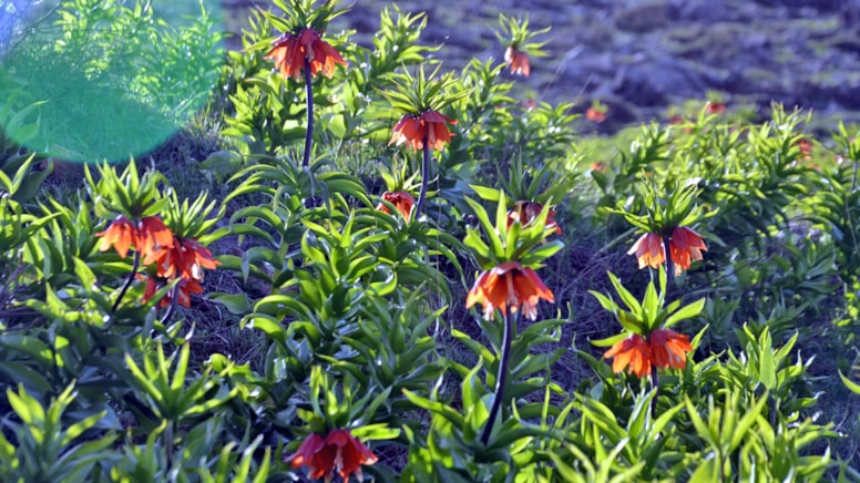Doğanın en hüzünlü çiçeği Muş’ta göz kamaştırdı