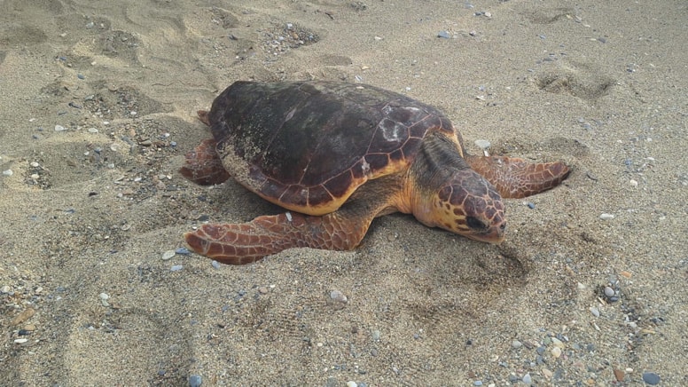 İztuzu'nda 2025 yuvalama sezonu hazırlıkları başladı