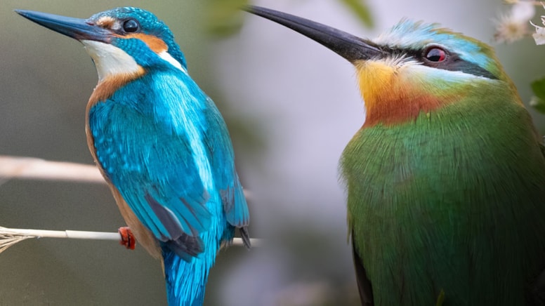 Kuş gözlem kampında tarihi an: İlk kez görüldü!
