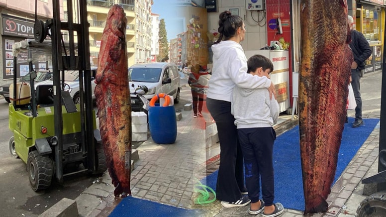 Dev balık görenleri şaşırtıyor! Kilosu 450 liraya satışta!