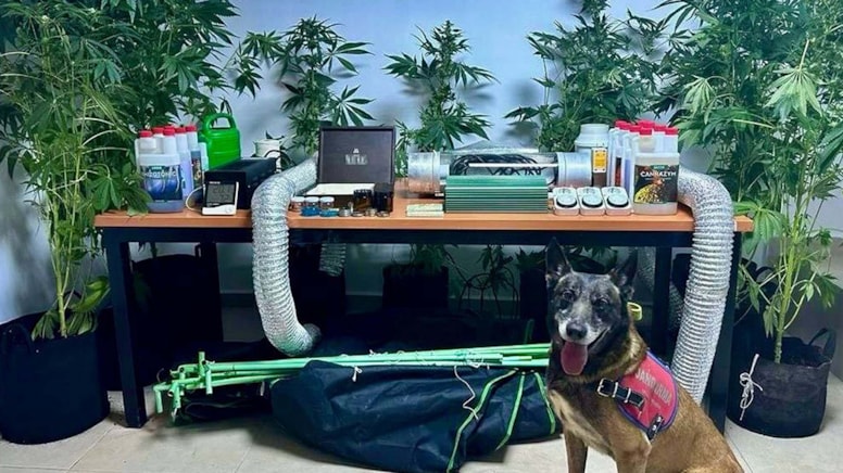 Elbise dolabında Hint keneviri yetiştiren öğretmen yakayı ele verdi