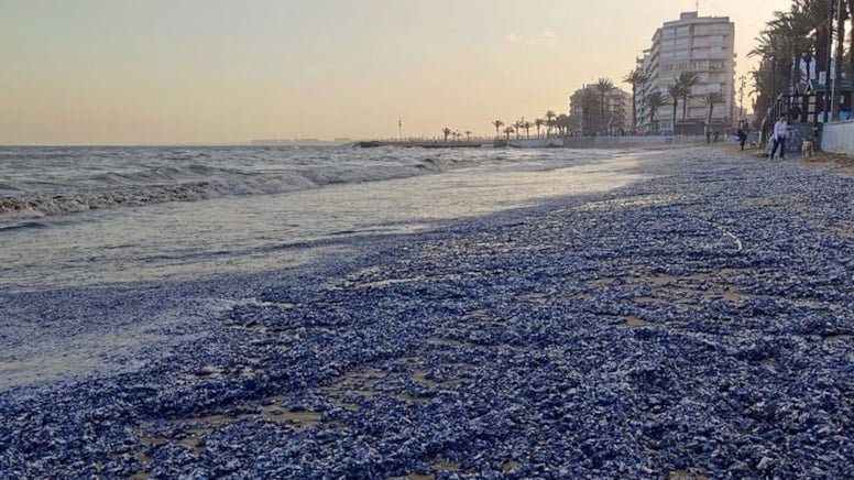 On binlercesi kıyıya vurdu: Gözde plaj mora büründü