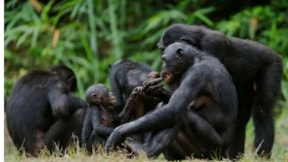 Şempanzeler, iki farklı ifadeyi birleştirerek iletişim kuruyor