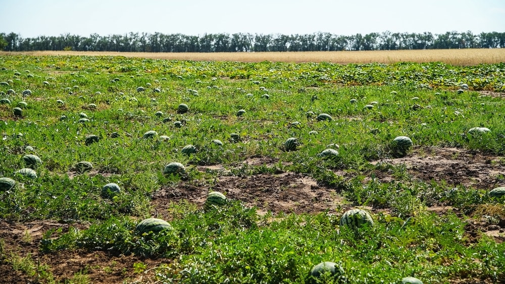 Hasat erken geldi, tezgahlar şenlendi: Kilosu 60 TL'den sezona giriş yaptı
