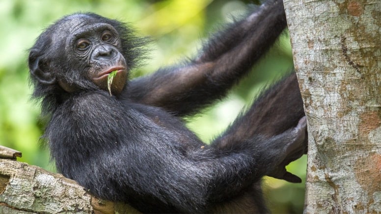 Bonobolar insan gibi konuşuyor mu? Bilim insanları açıkladı