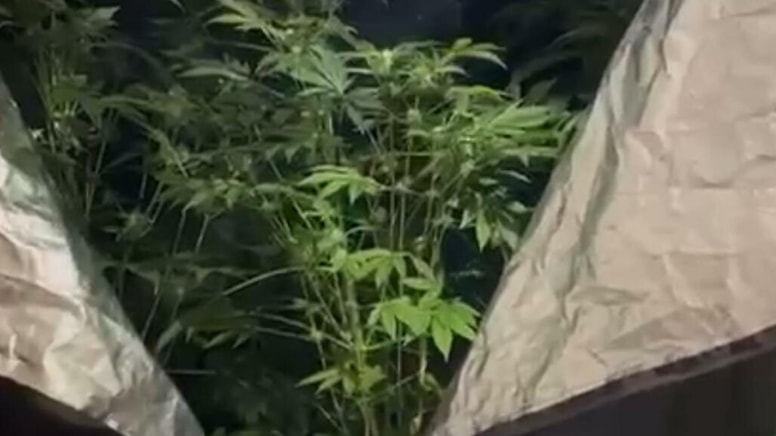 Elbise dolabında uyuşturucu yetiştiren öğretmen hakkında yeni gelişme