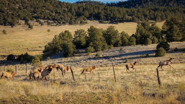 İnsansız topraklardan vergi alacaklar