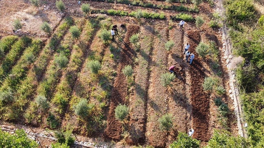 Patates, domates ya da biber değil! Hasat eden paraya para demiyor