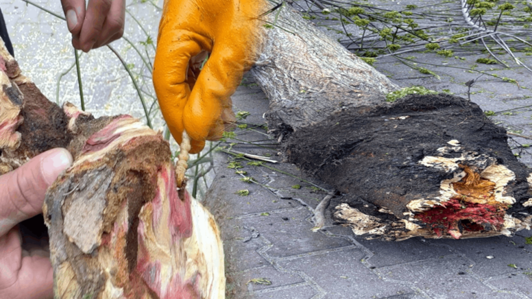 Kırmızı bülten ile uyarılan böcekler, Avcılar'da 23 ağacı çürüttü