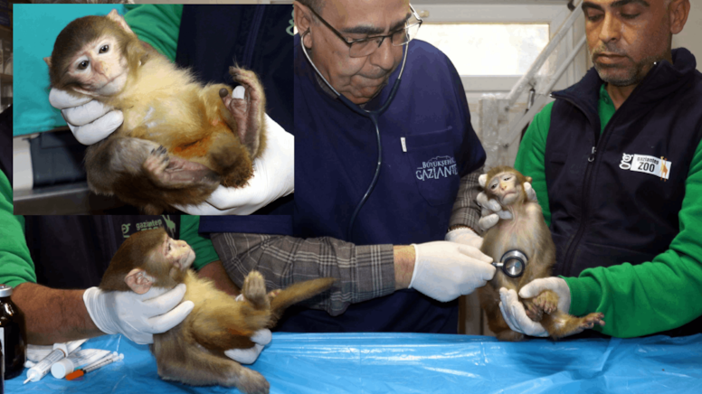 Sınırda yakalanan maymunlar hayvanat bahçesine getirildi