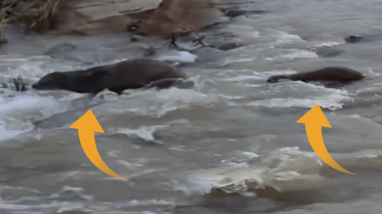 Kızılırmak'ta su samuru ortaya çıktı